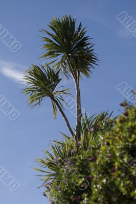 Palm trees set against a lovely blue sky