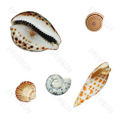 Shells over white