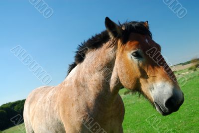 Ardennes horse on blue sky