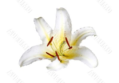 White lily