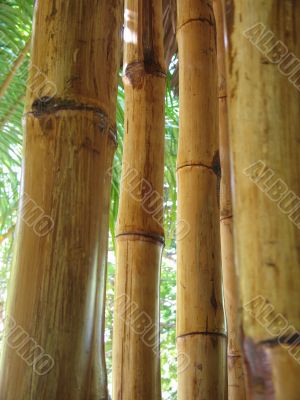dry bamboo structure