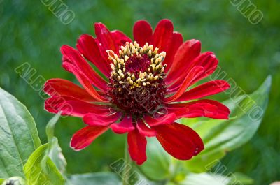 Red zinnia