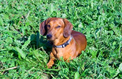 Dog with collar