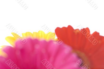 gerbera