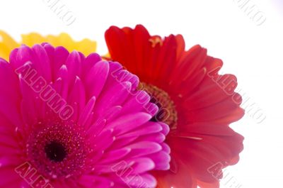 bouquet of flowers