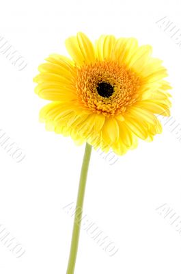 just single pretty flower