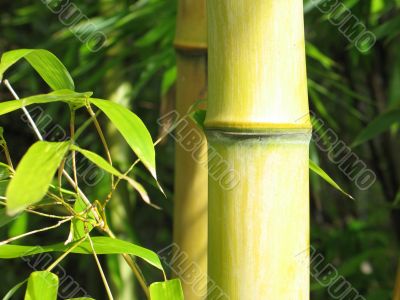 green bamboo closeup