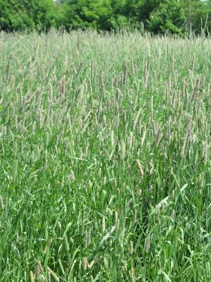 green field