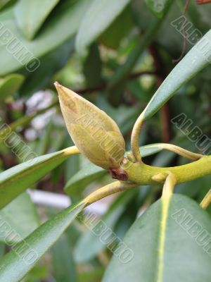 rhododendron flower buds