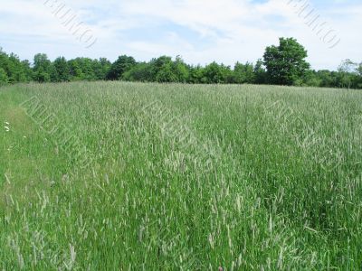 green field