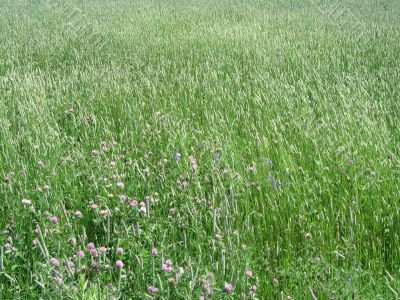 green field