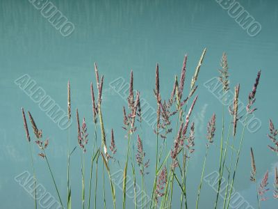pink reeds in a green lake