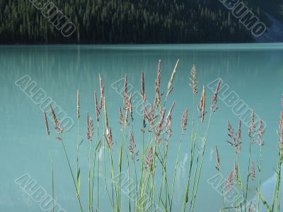 pink reeds in a green lake
