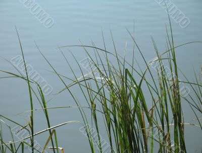 reeds in a green lake
