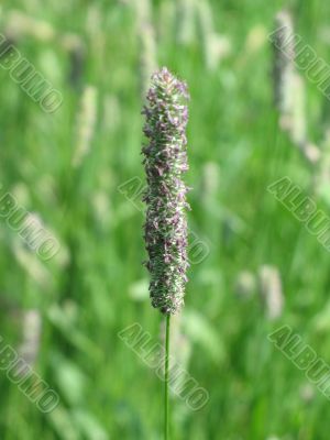 grass closeup