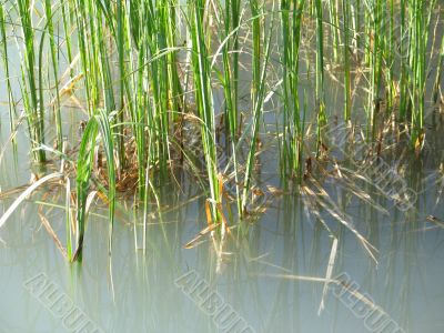 reeds in a green lake