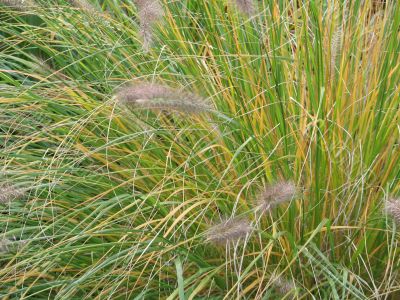 feathery plant closeup