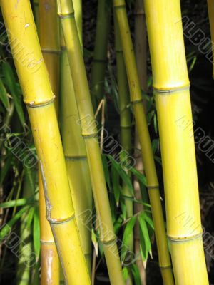 green bamboo closeup