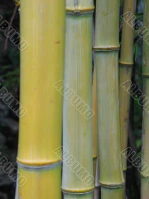 green bamboo closeup