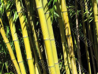 green bamboo closeup