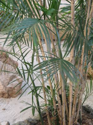tropical plant
