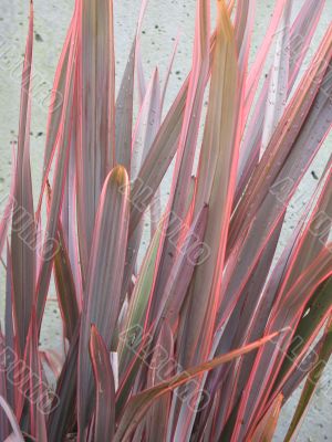 pink long leaves