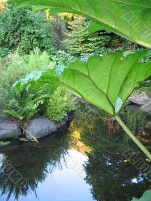 garden with pond