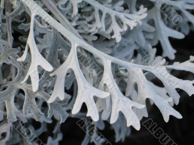 soft gray plant closeup