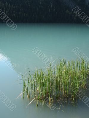reeds in a green lake
