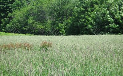 green field