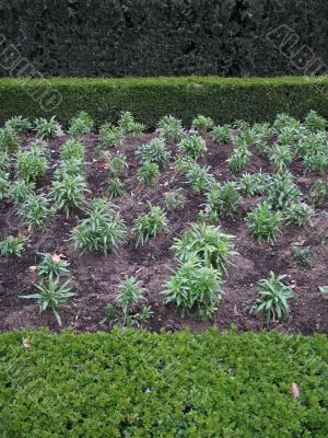 green garden
