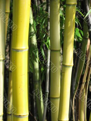 bamboo closeup