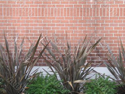 plants against a wall