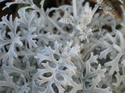 soft gray plant closeup