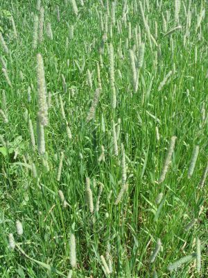 grass closeup