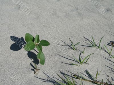 plant growing in the sand