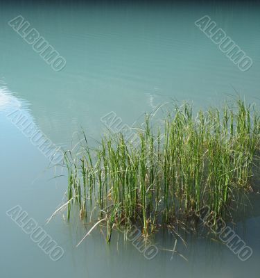 reeds in a green lake