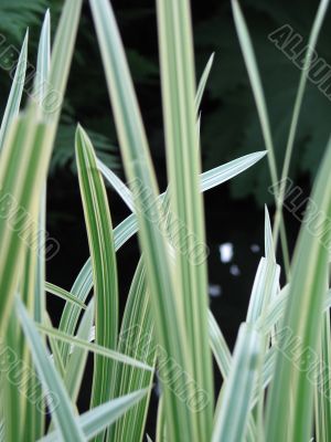 green grass closeup