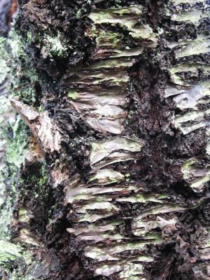moss on a tree