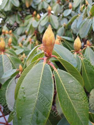 rhododendron flower buds