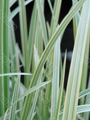 green grass closeup