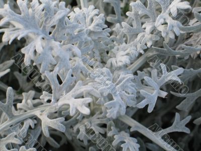 soft gray plant closeup