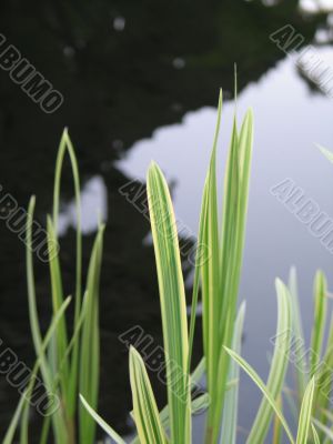 green grass closeup