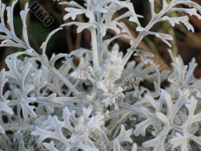 soft gray plant closeup