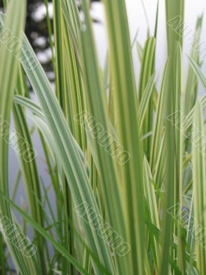 green grass closeup