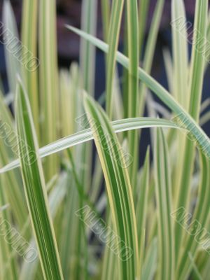 grass closeup