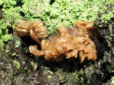 mushroom and moss on a tree