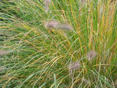 feathery plant closeup