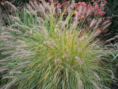 feathery plant