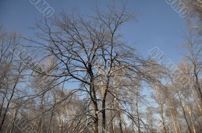 Bare tree on winter background and blue sky.